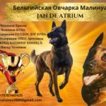 Бельгийская овчарка малинуа - Jan de Artrium